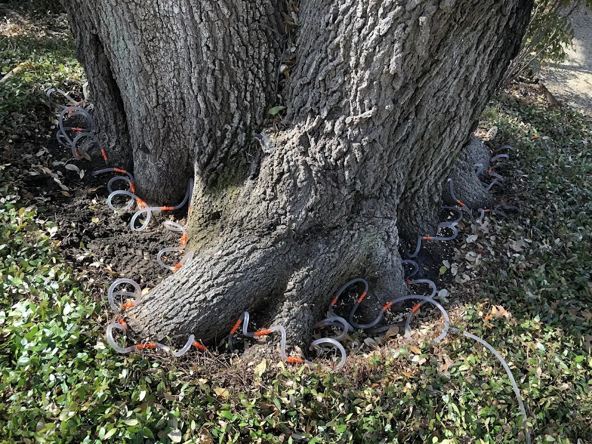 Detailed Tree Cabling and Bracing job site in College Station