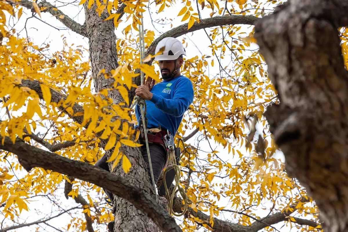 Skilled Tree Pruning crew working in College Station