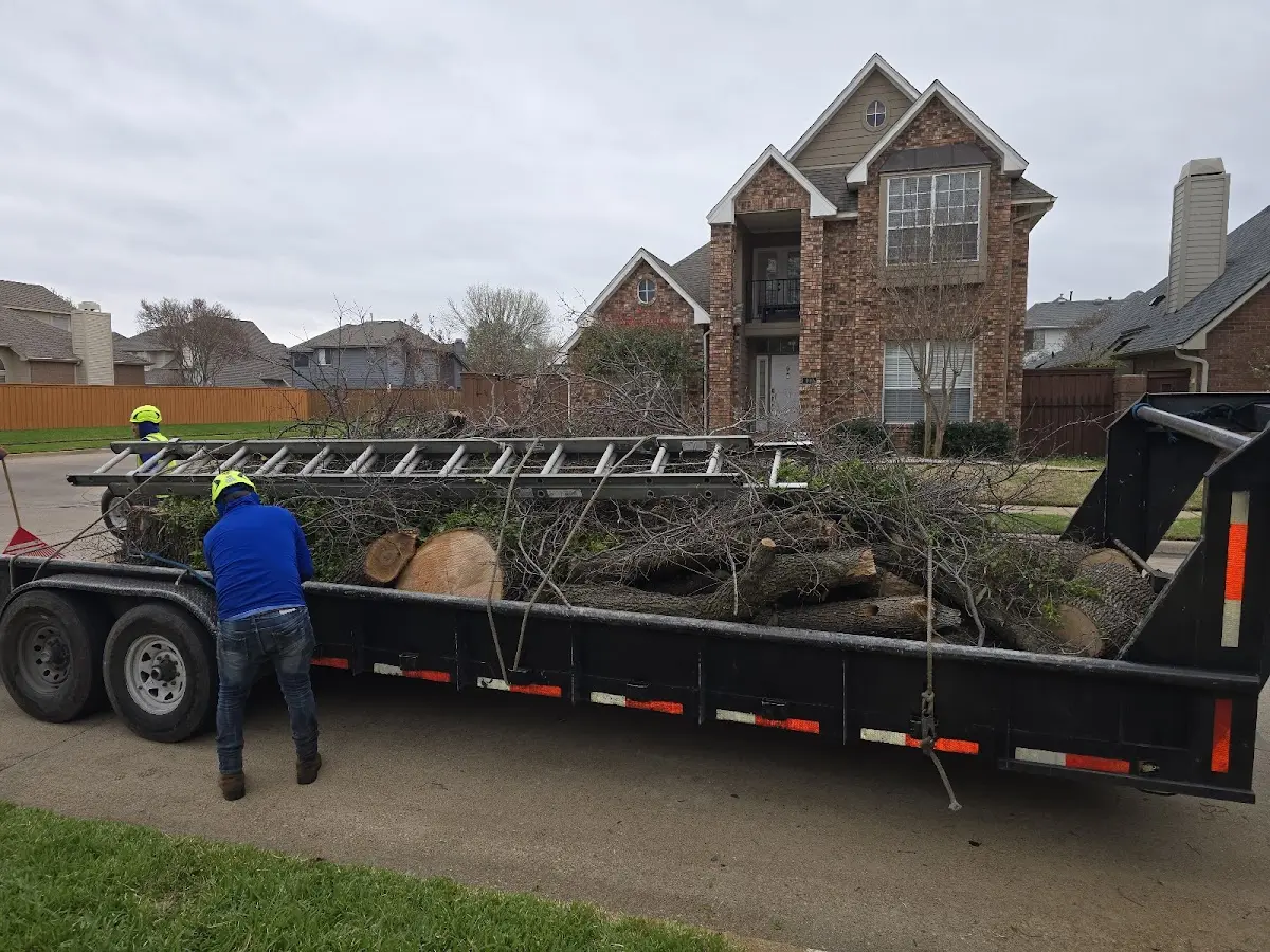 Expert Tree Removal with proper safety equipment in College Station